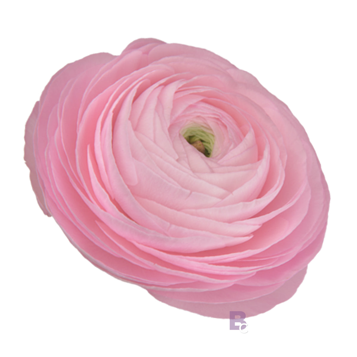 Elegance Rococo Ranunculus CF Ranunculus Elegance Rosa 89-02 – Egmont Seeds