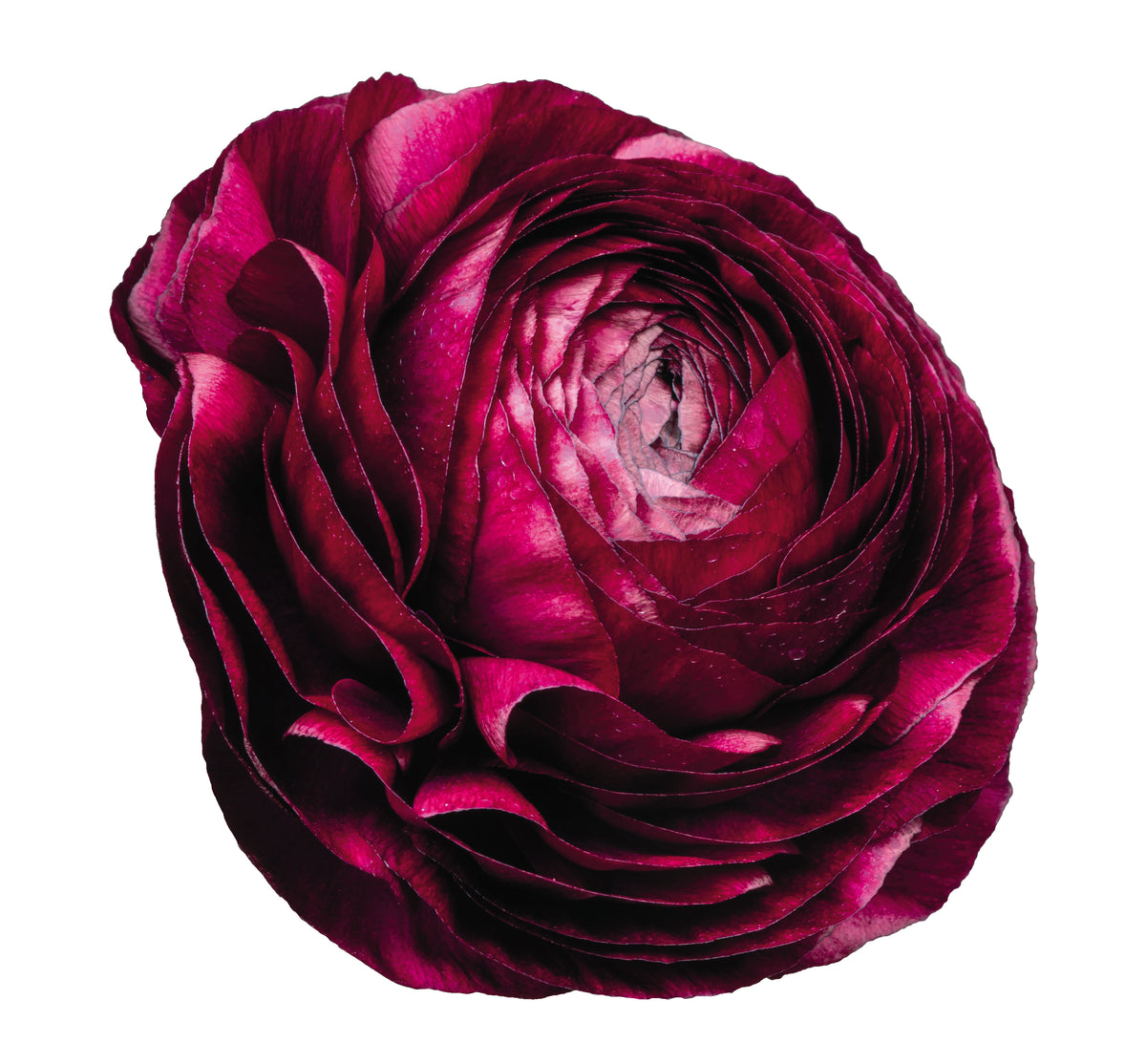Viola Ranunculus CF Ranunculus Elegance Viola 06 – Egmont Seeds