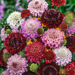 CF Scabiosa Berry Blast