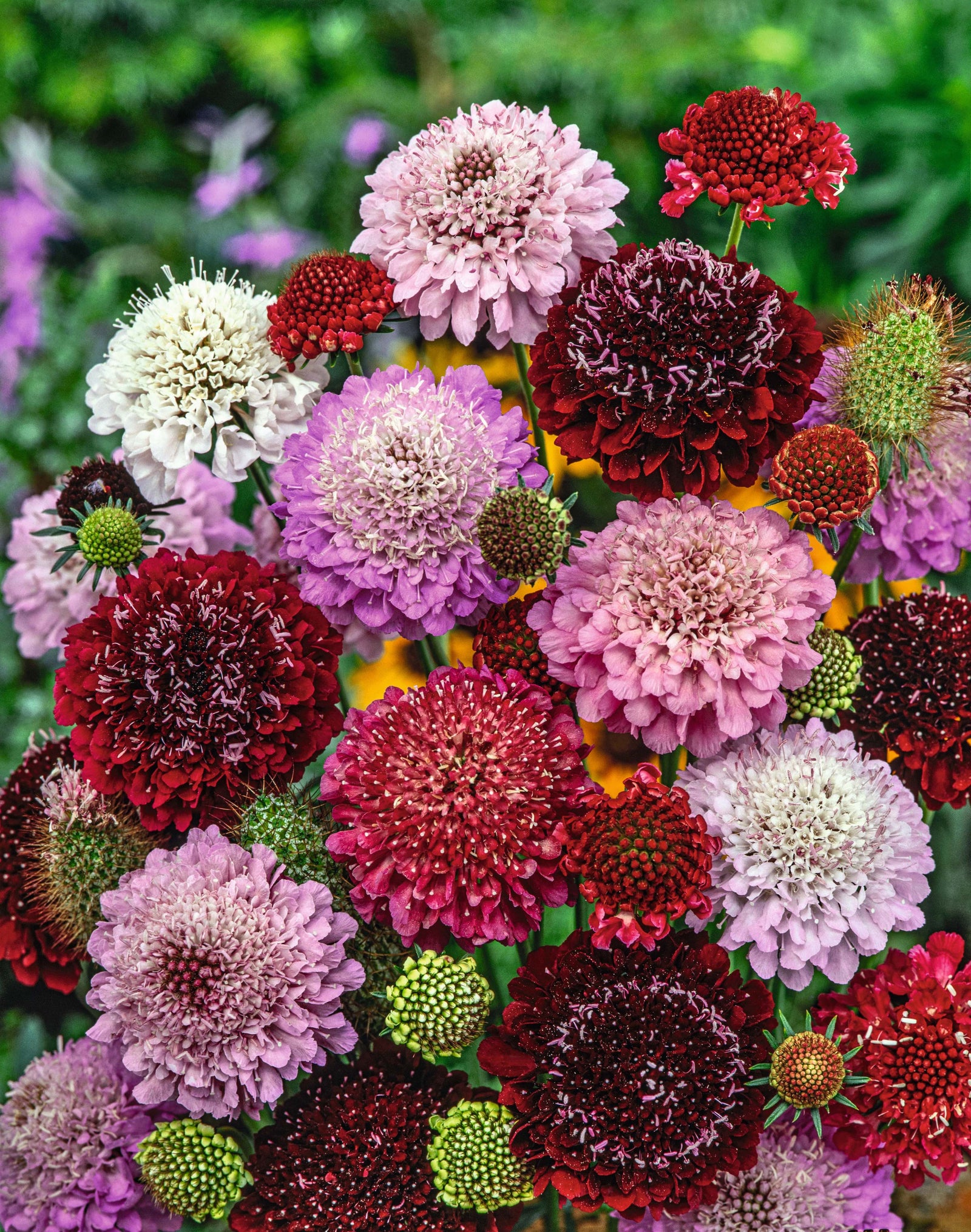 CF Scabiosa Berry Blast