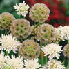 CF Scabiosa Ping Pong