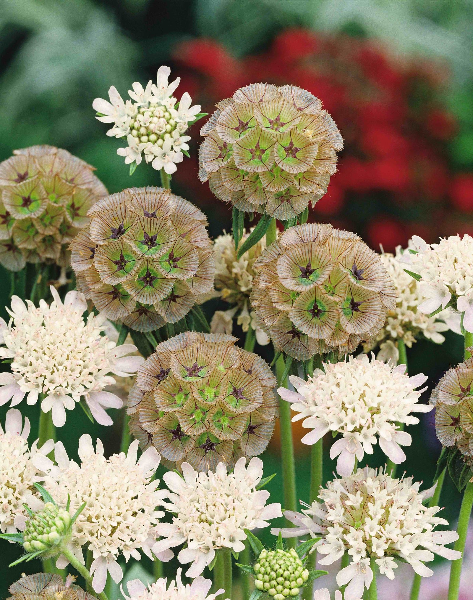 CF Scabiosa Ping Pong