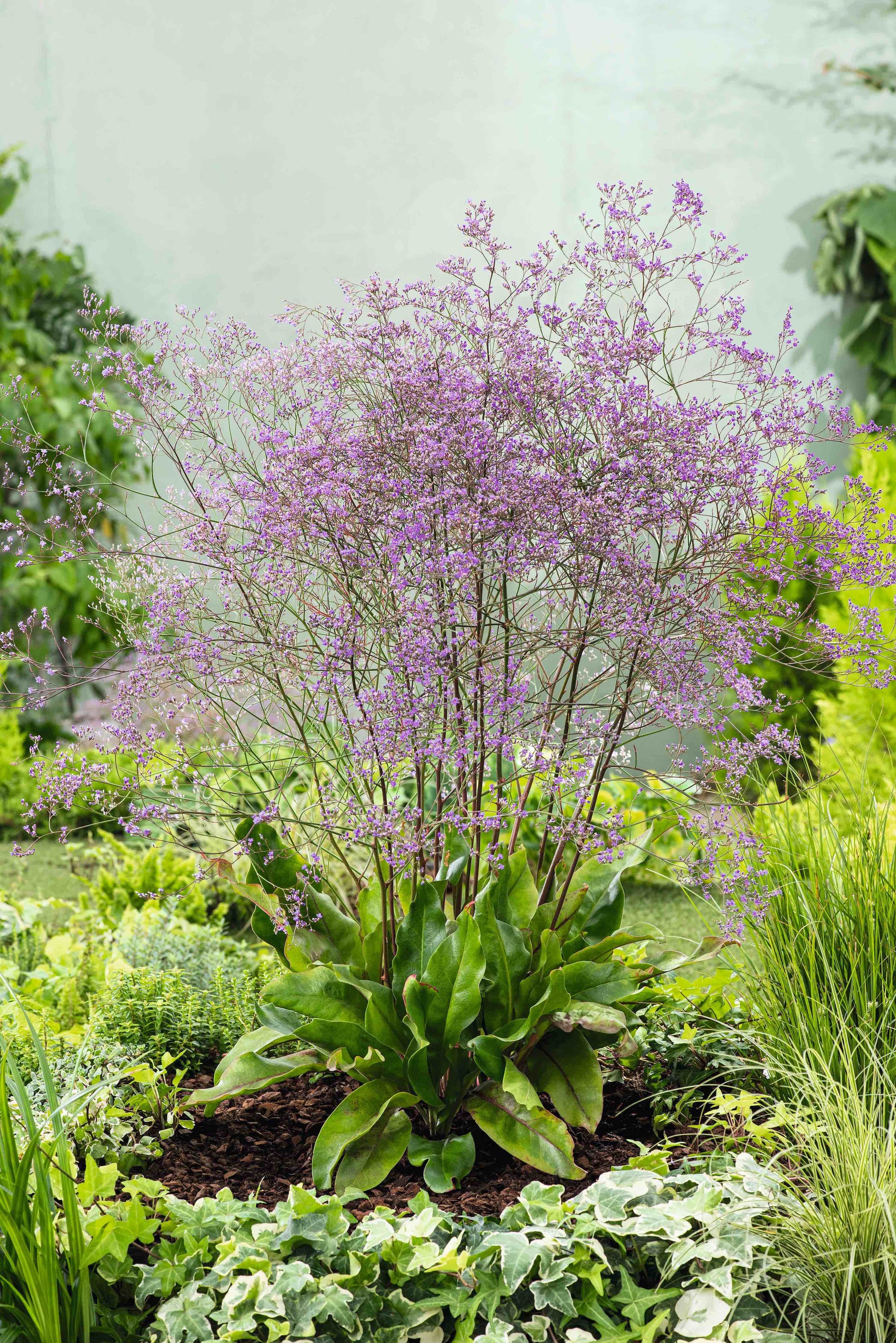 CF Statice latifolium 'Lavender Seas'