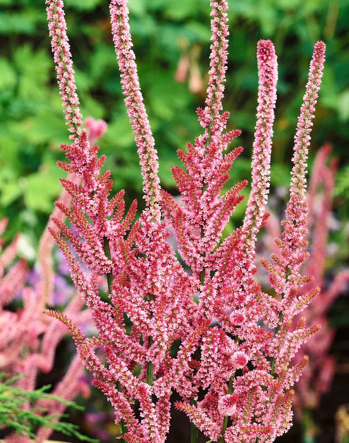 Pink Statis CF Statice Pink Pokers – Egmont Seeds