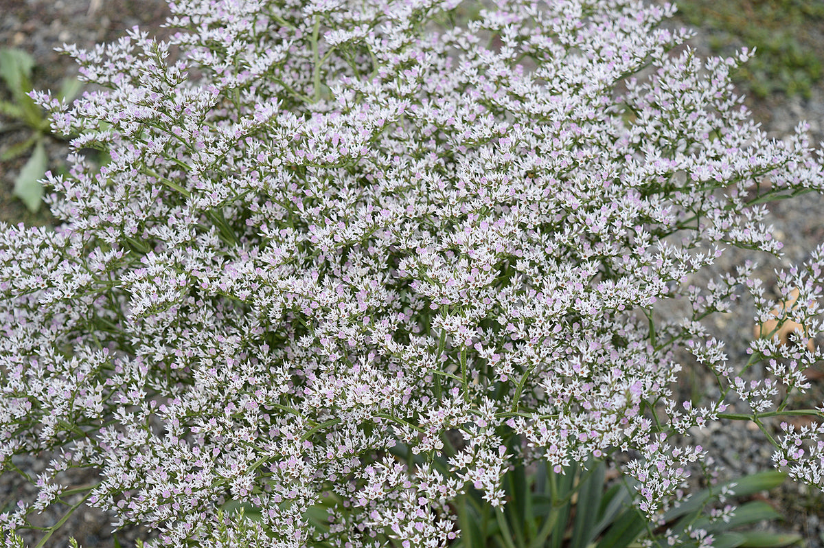 CF Statice Goniolimon tataricum – Egmont Seeds