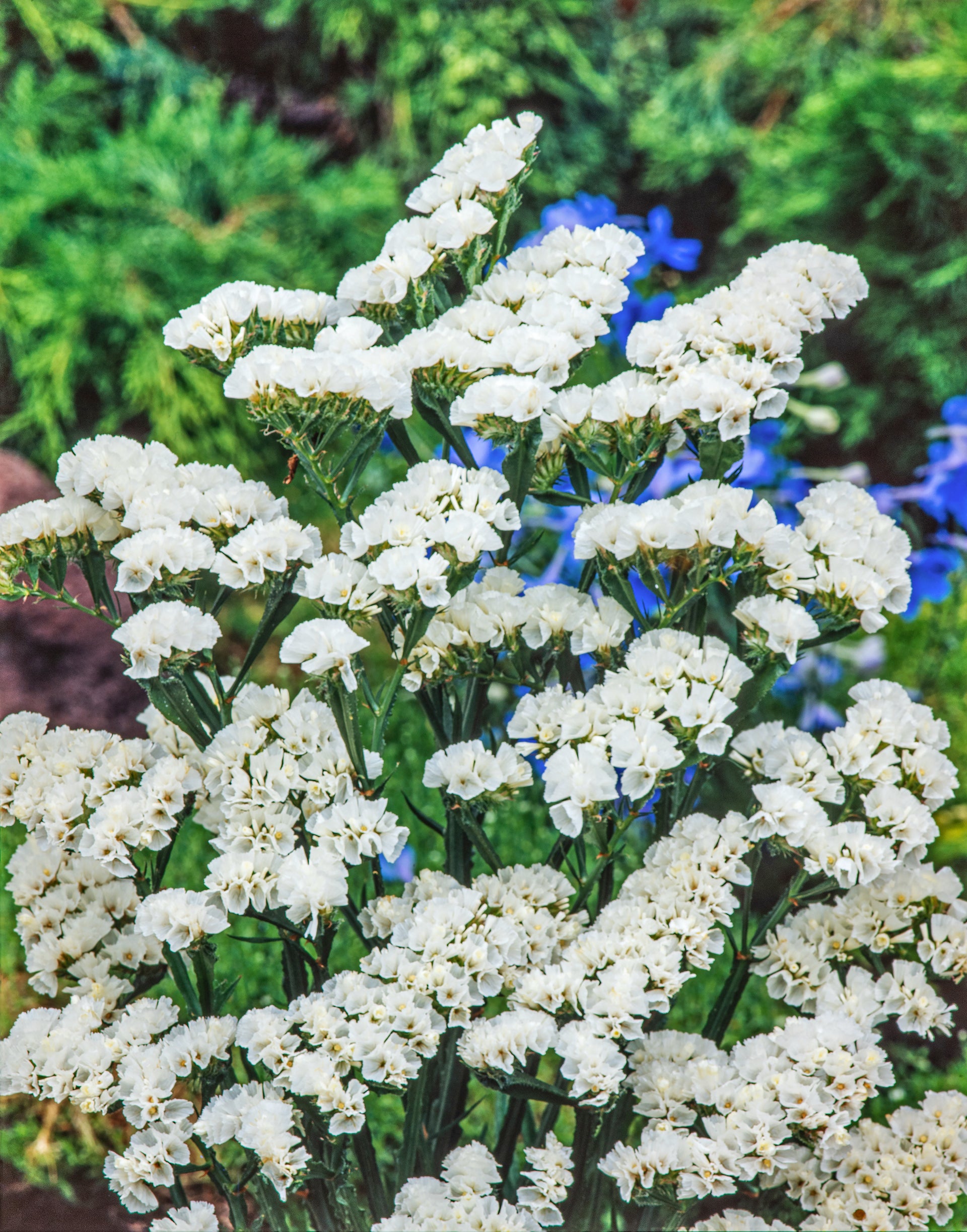 CF Statice QIS White – Egmont Seeds