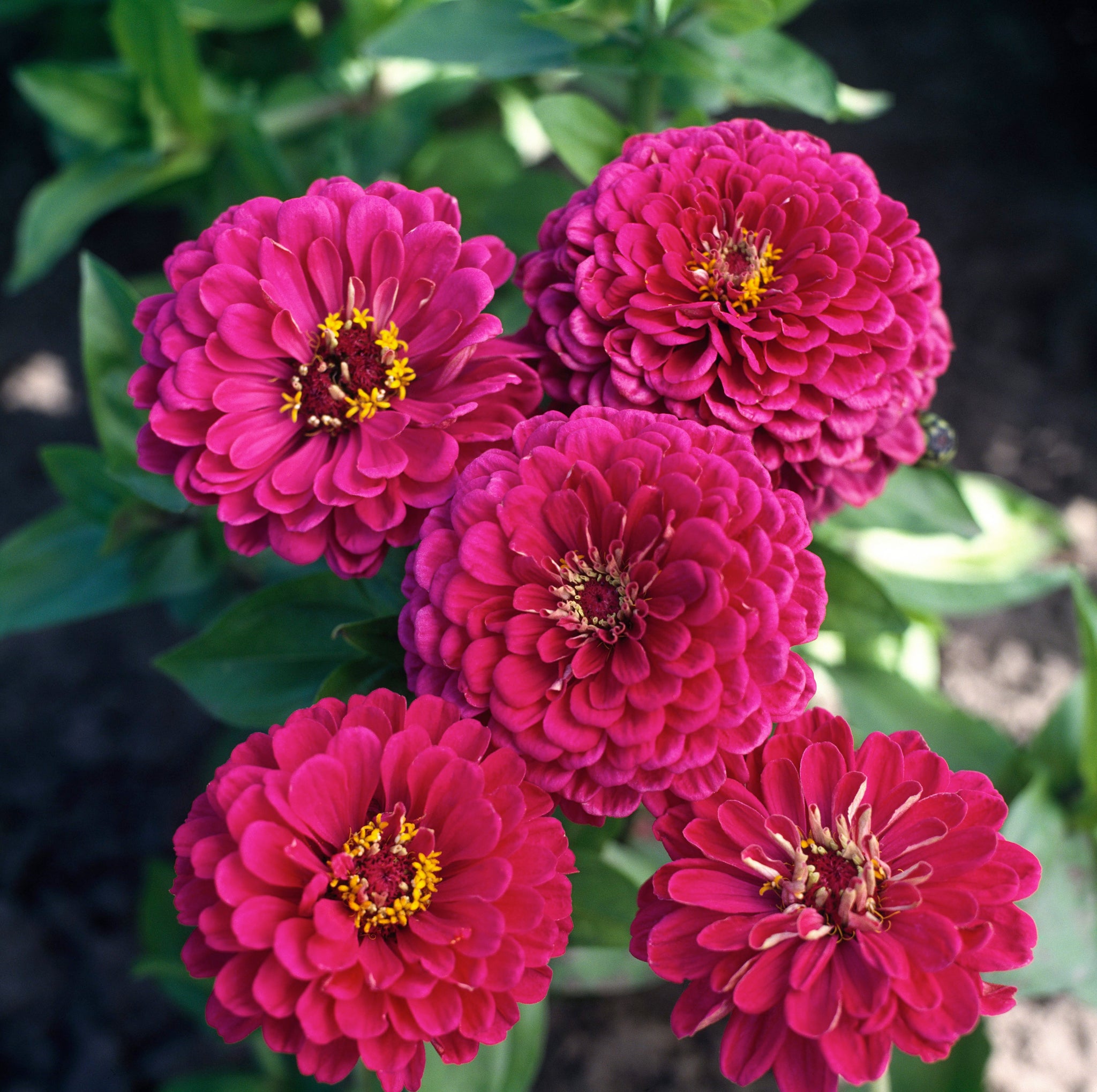 CF Zinnia Benary Giant Wine