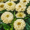 CF Zinnia Isabellina Creamy Yellow