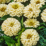 CF Zinnia Isabellina Creamy Yellow