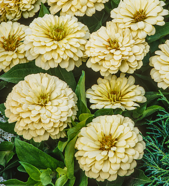 CF Zinnia Isabellina Creamy Yellow
