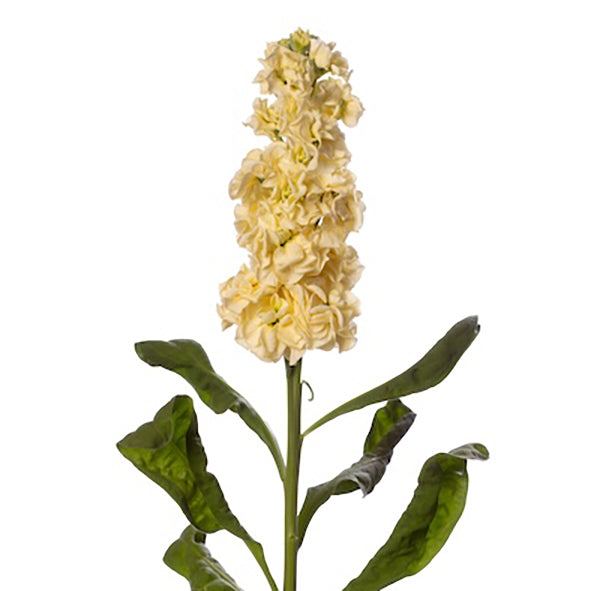 CF Stock Stox Yellow