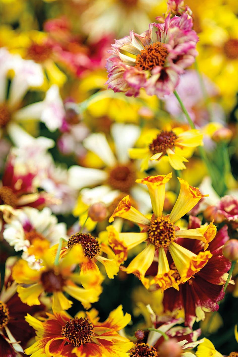 Coreopsis Incredible Sea Shells Mix