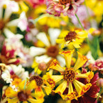 Coreopsis Incredible Sea Shells Mix