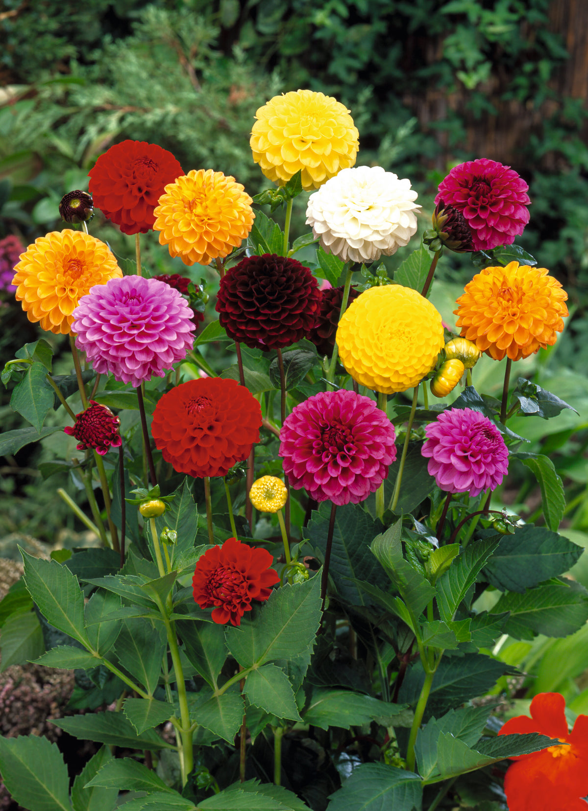 CF Dahlia Pompon