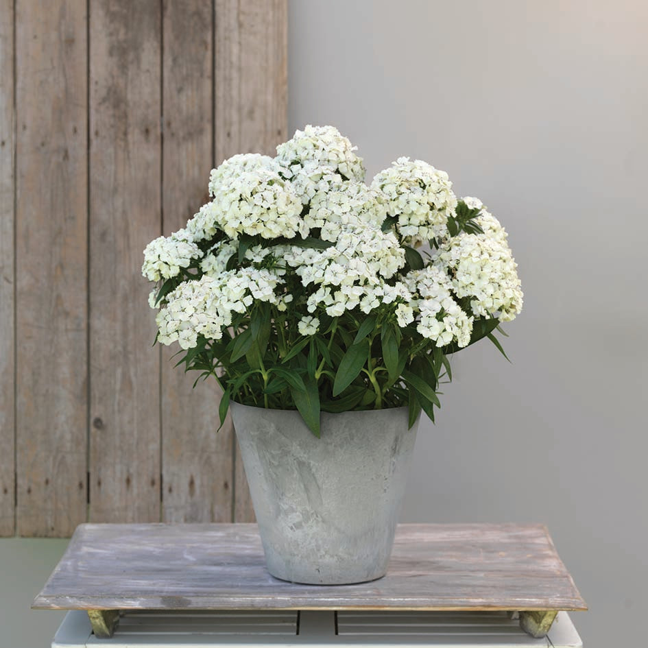 Dianthus Dart White