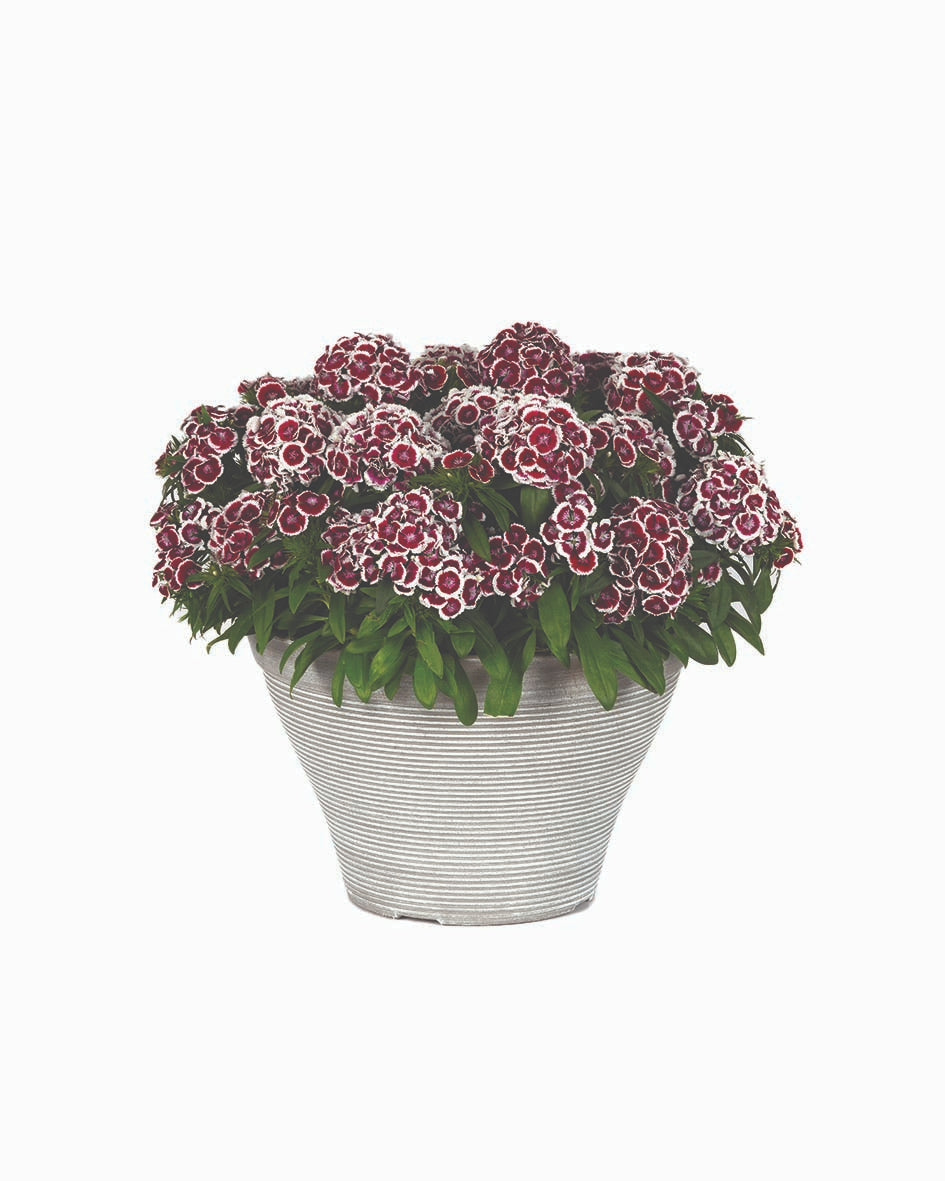 Dianthus Dart Red White Picotee