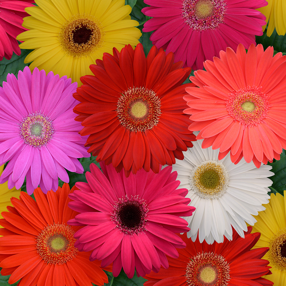 Gerbera Racket Gerbera Revolution Mega Select Mix – Egmont Seeds