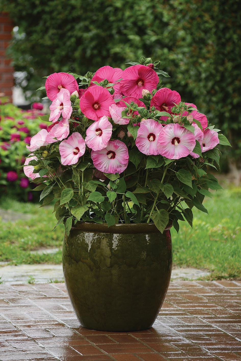 Hibiscus Luna Pink Swirl