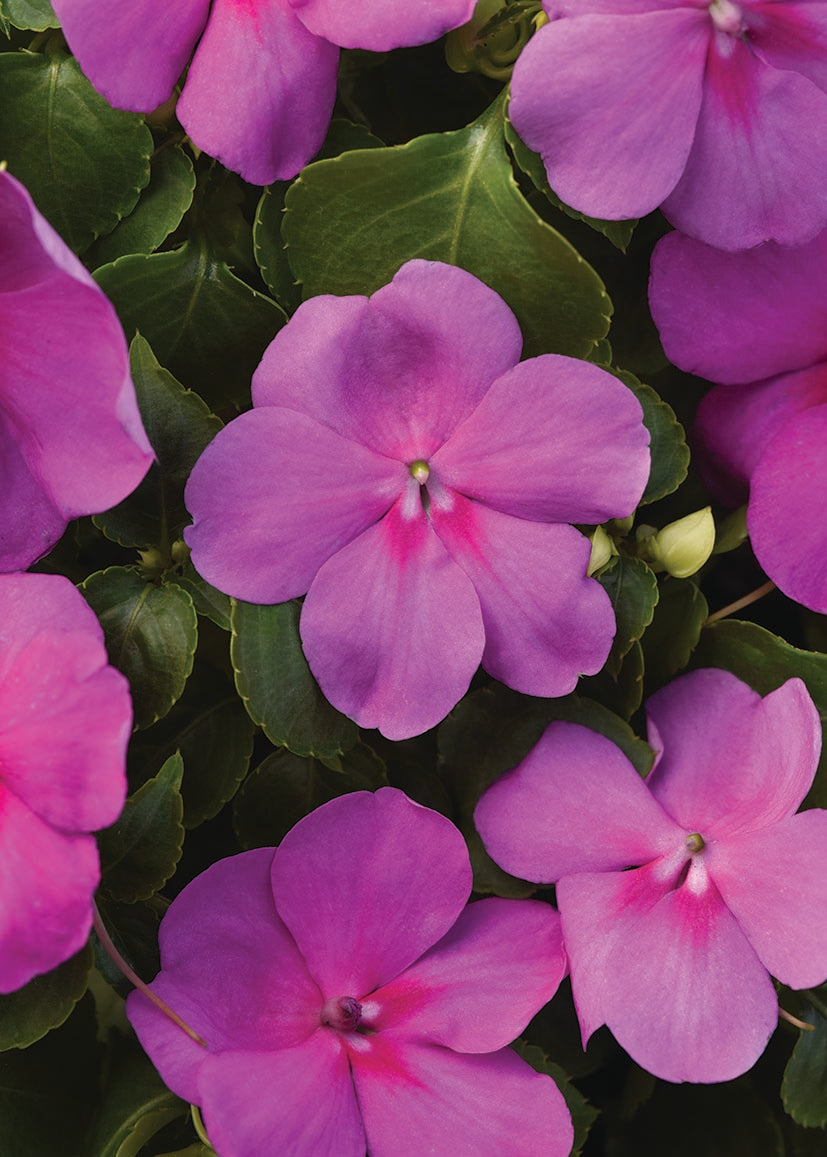 Impatiens Beacon Blue Pearl