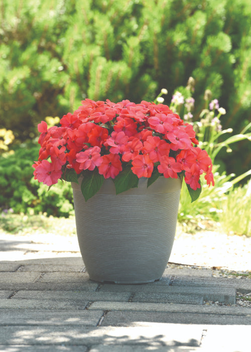 Impatiens New Guinea Solarscape Salmon Punch