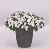 Impatiens New Guinea Solarscape White Pearl