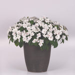 Impatiens New Guinea Solarscape White Pearl