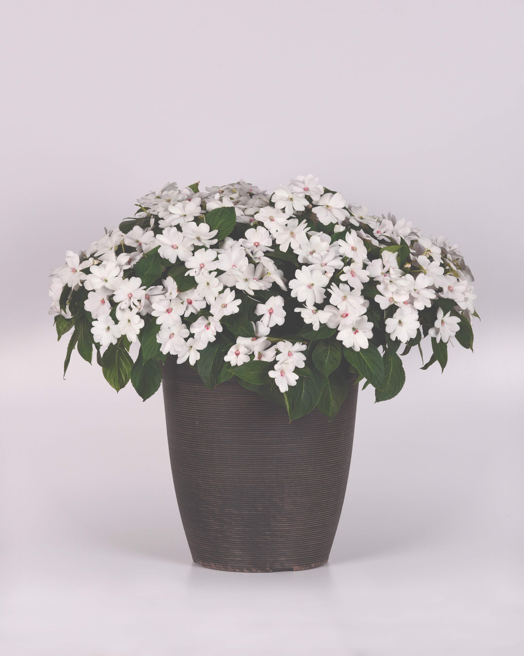 Impatiens New Guinea Solarscape White Pearl