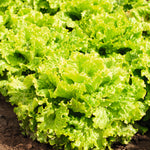 Lettuce Batavia Green Leny (Aphid Resistant)