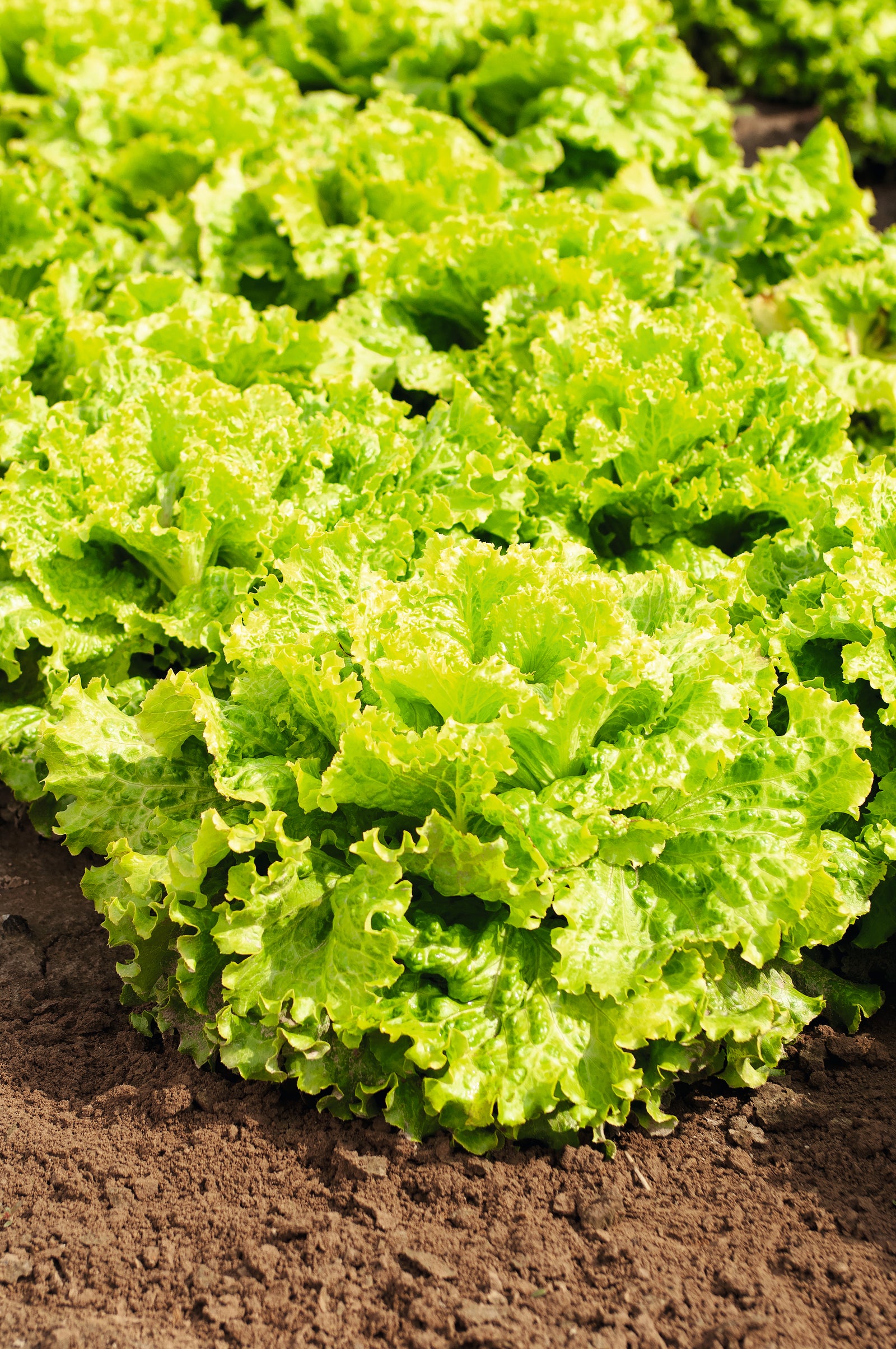 Lettuce Batavia Green Leny (Aphid Resistant)