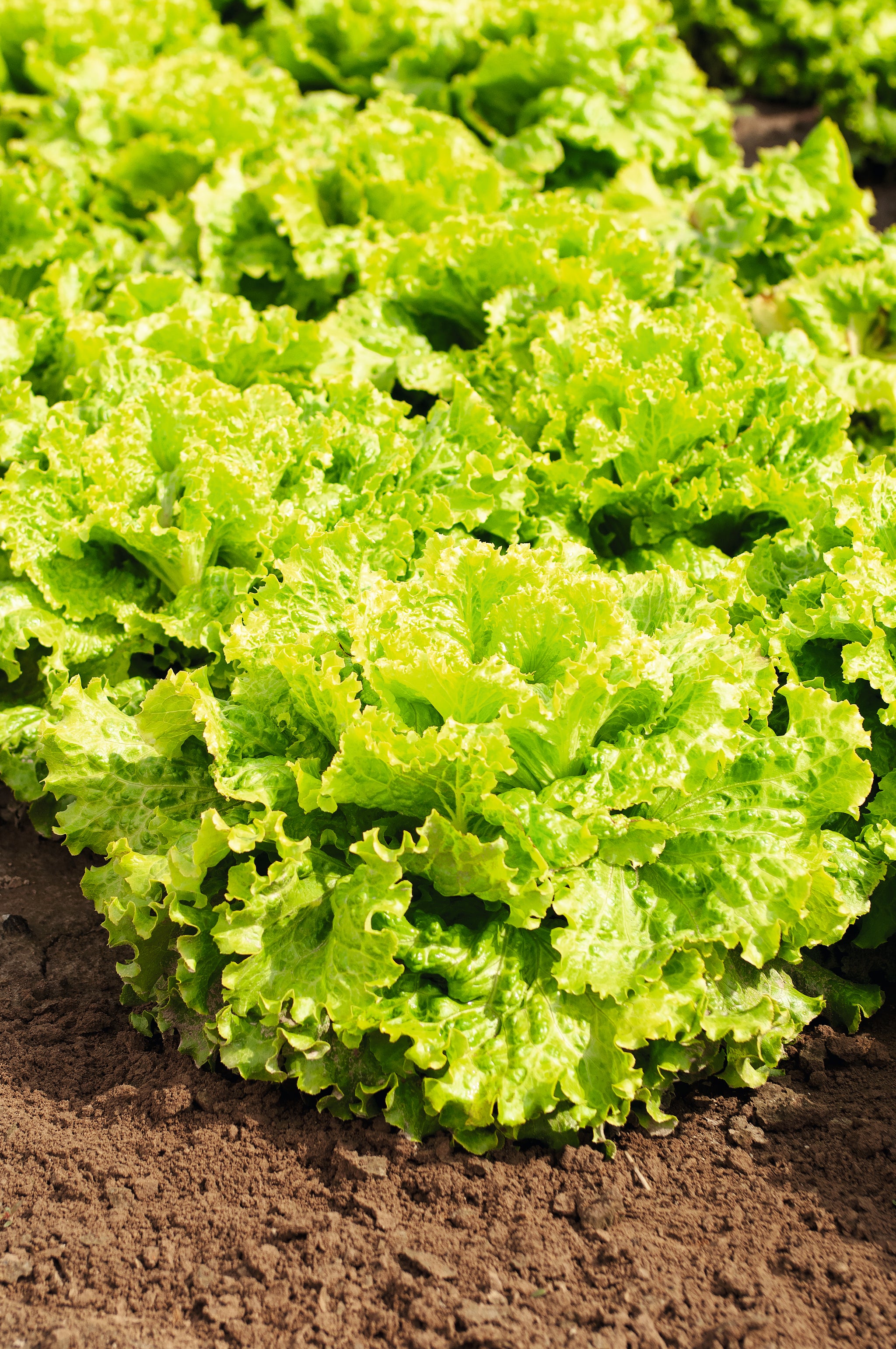 Lettuce Batavia Green Leny (Aphid Resistant)