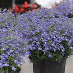 Lobelia Masterpiece Blue with Eye F1