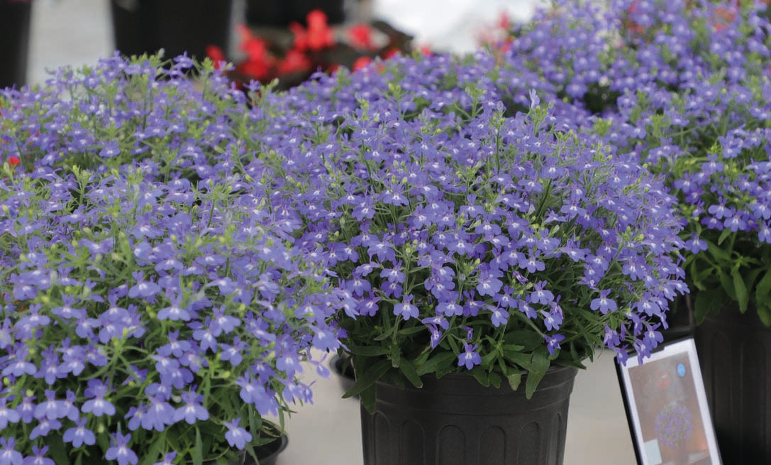 Lobelia Masterpiece Blue with Eye F1