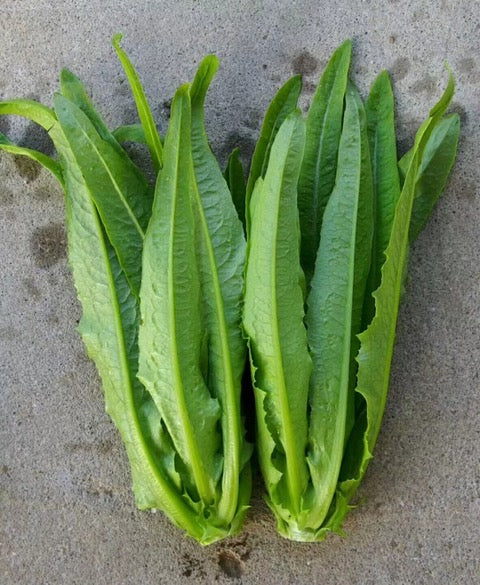 Lettuce Muck Chow