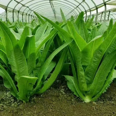 Lettuce Muck Chow