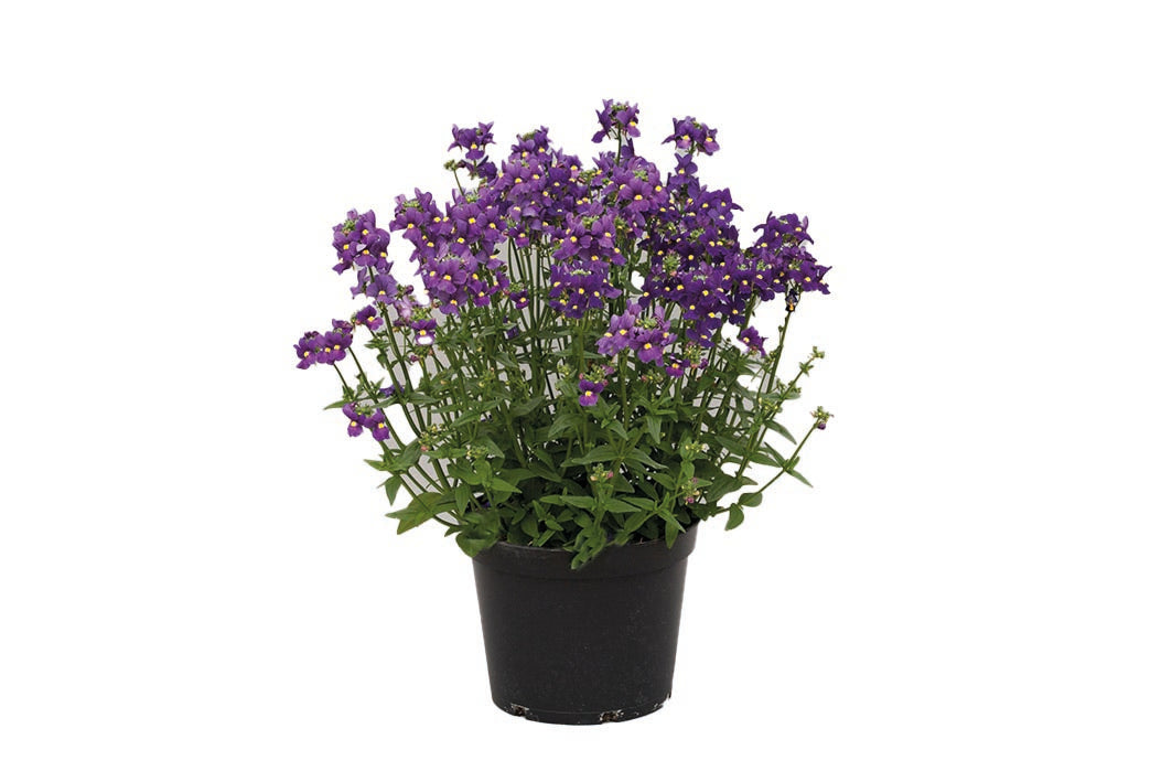 Nemesia Seventh Heaven Deep Blue