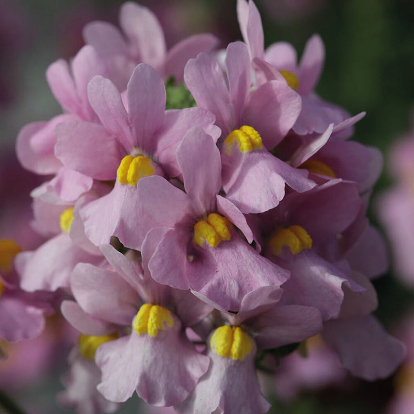 Nemesia Seventh Heaven Pink