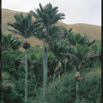 Nikau Palm