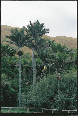 Nikau Palm