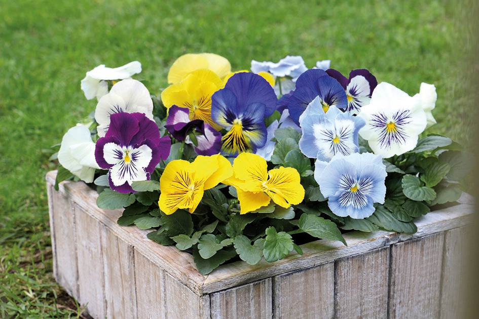 Pansy Cats PURRfect F1