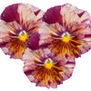 CF Pansy Chianti Mix