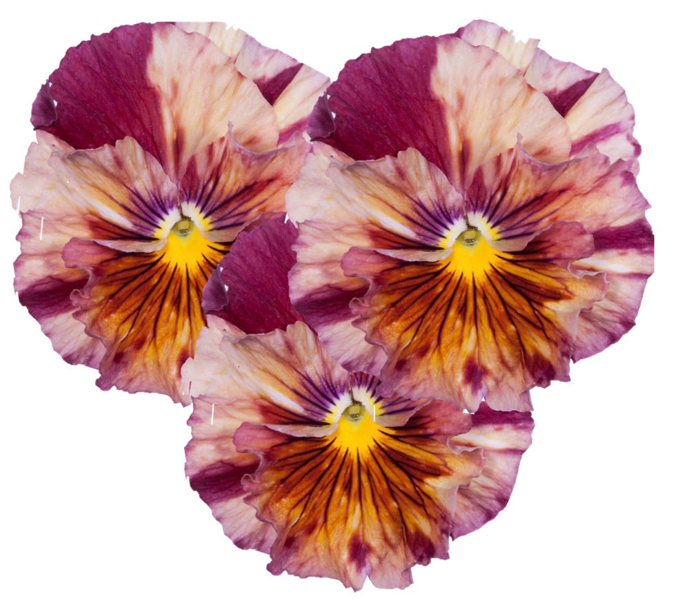 CF Pansy Chianti Mix