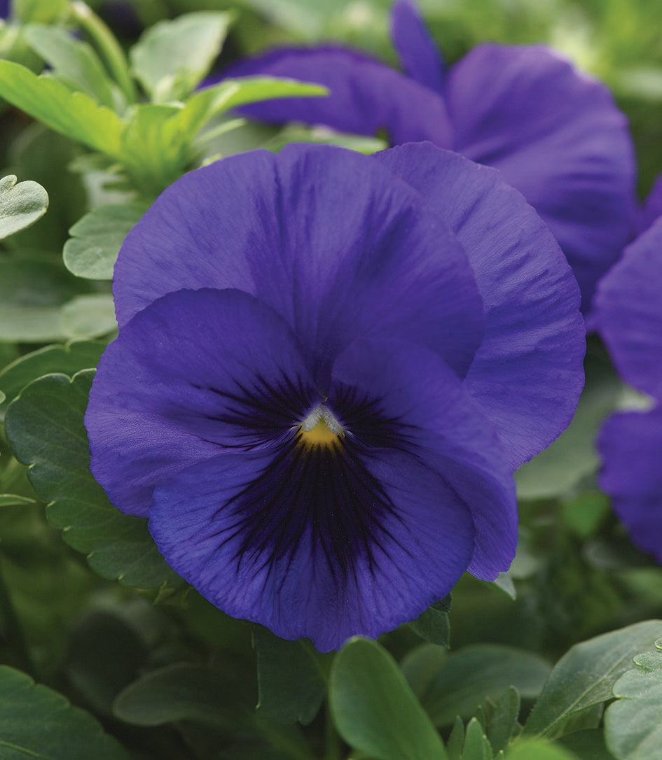 Pansy Top Wave Blue Blotch
