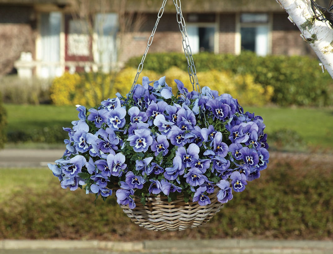 Pansy Top Wave Marina