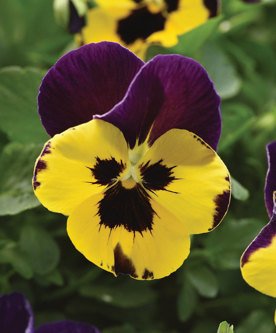 Pansy Top Wave Purple Sunburst