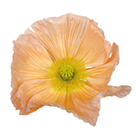 CF Poppy Colibri Rosa Chiaro Pastello