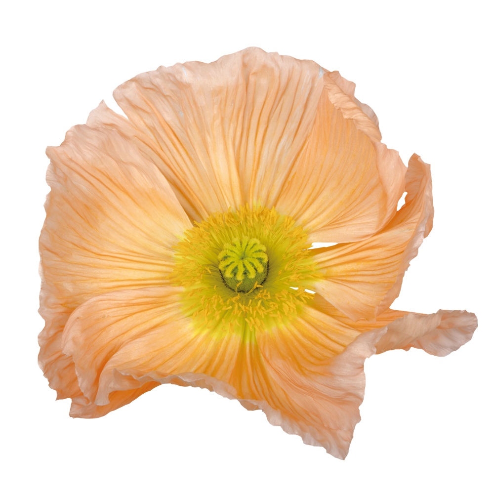 CF Poppy Colibri Rosa Chiaro Pastello