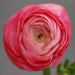 CF Ranunculus Amandine Rose (French)