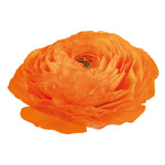 CF Ranunculus Elegance Clementine