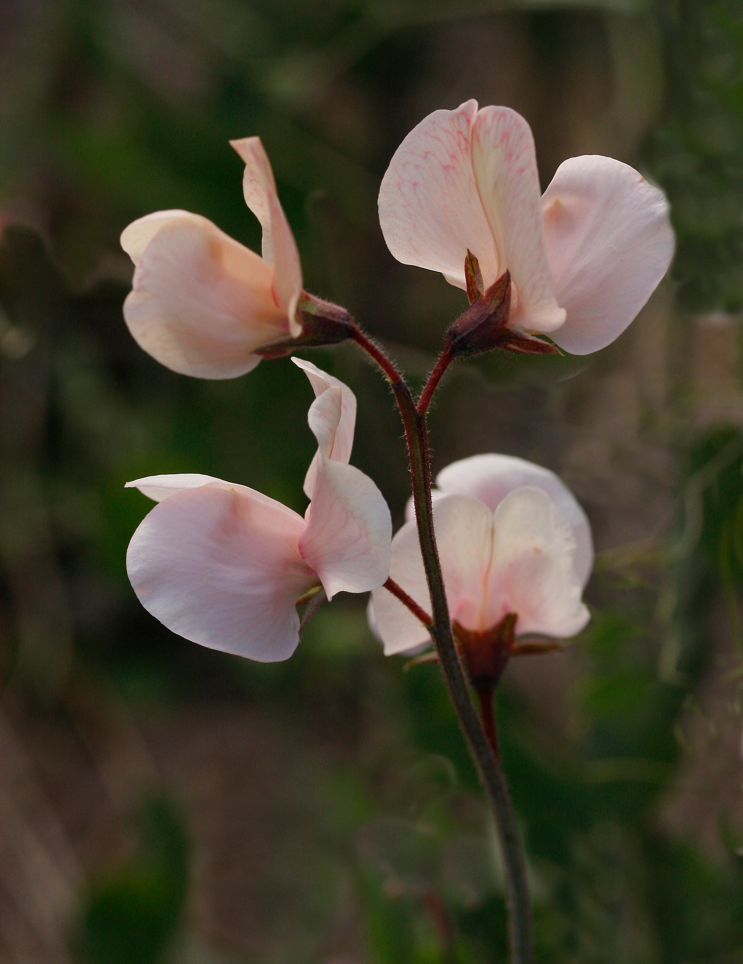 Sweet Pea Shell Pink – Egmont Seeds