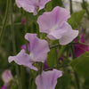 Sweet Pea Solstice Lavender